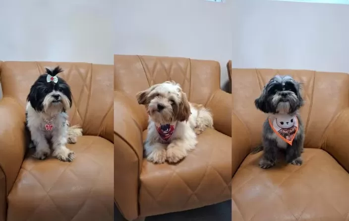 Cães vítimas de maus-tratos são resgatados em RO — Foto: Divulgação/PF