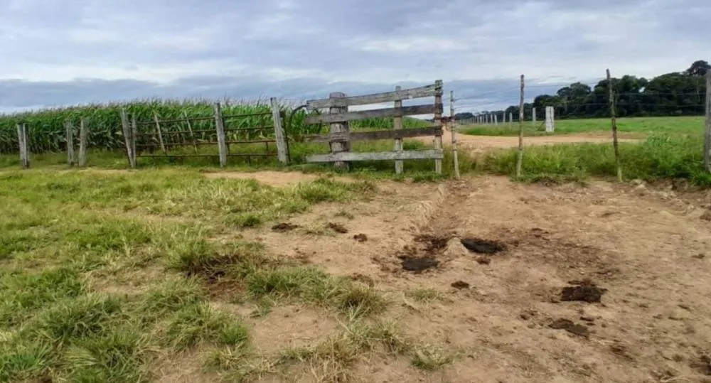 Pecuarista tem animal abatido e carneado no interior de RO