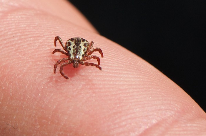 © Jerry Kirkhart/Wikimedia