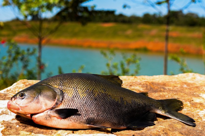 © Leandro Kazuo/RL Comunica
